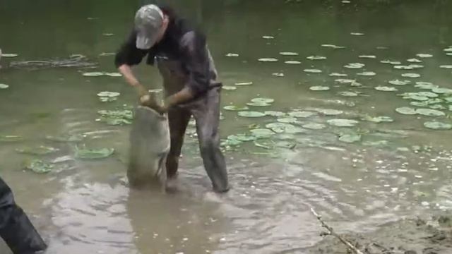 euro-som.de Team Extrem! Wallerangeln! Welsangeln. ловля сома, Splin, сплин. catfish