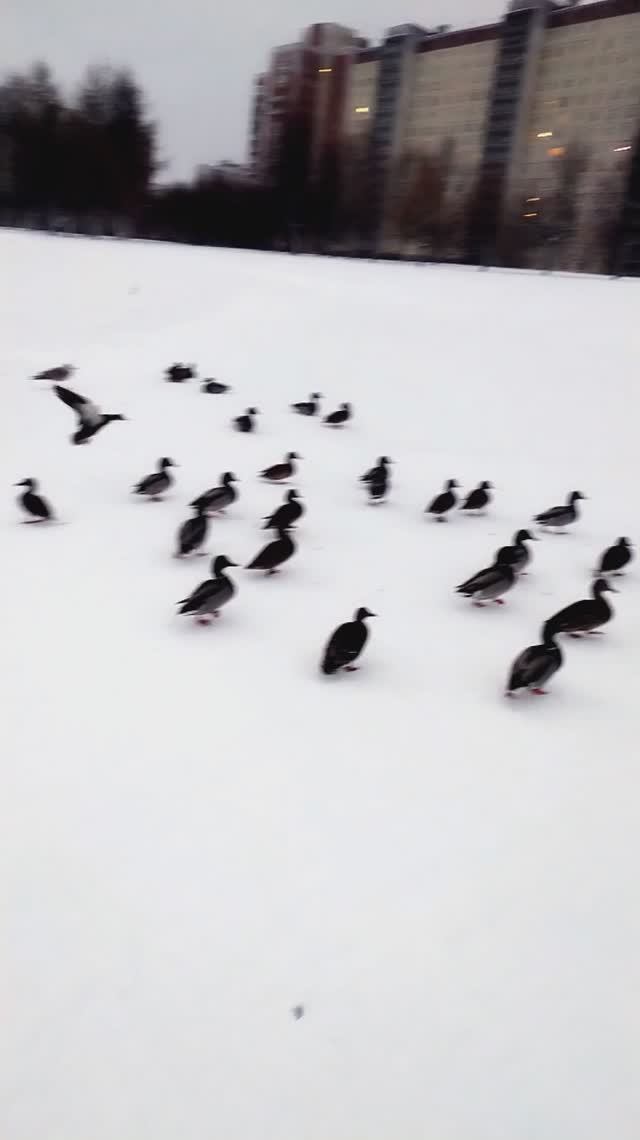 Утки разбегаются.
