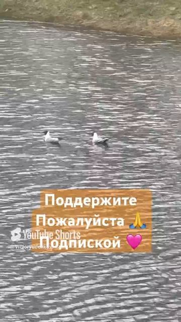 Чайки кричат #рекомендации #юмор #топанонсы #втопы #дети #реки2025 #тиктоктренд #реки #шорт #шортс