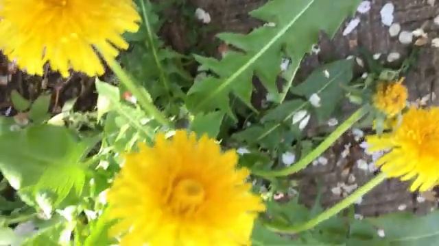 Как бороться с сорняками