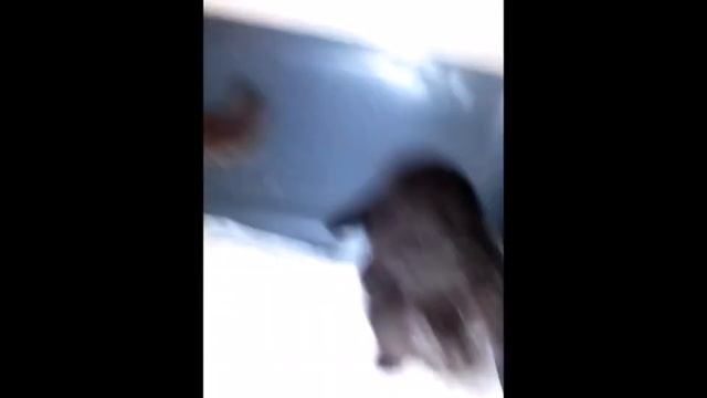 #shorts КОТЯТА МАНЧКИН НОЧНЫЕ ЗАБАВЫ