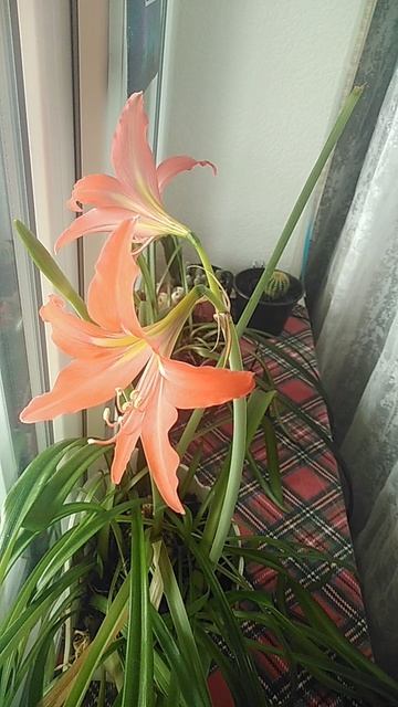 VID_20250513_153236.mp4