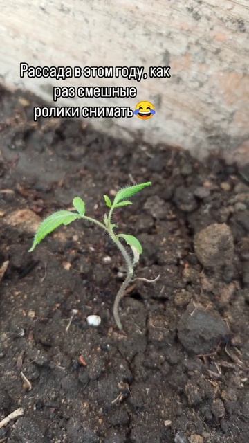 Рассада в мае 2025