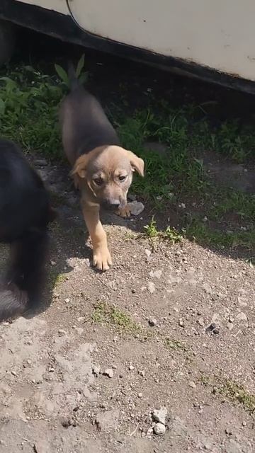 ❤️Как быстро растет Мишка, щеночек, которого успели спасти на трассе от фуры.❤️