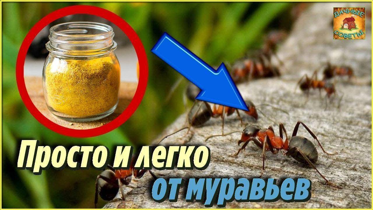 Муравьи СБЕЖАТ с вашего участка после этого! 100% рабочий метод
