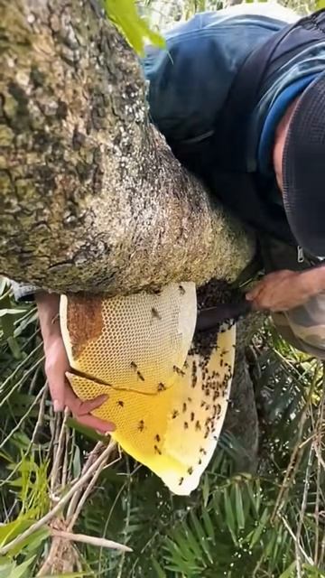 The process of taking honey from tall tree trunks #shorts