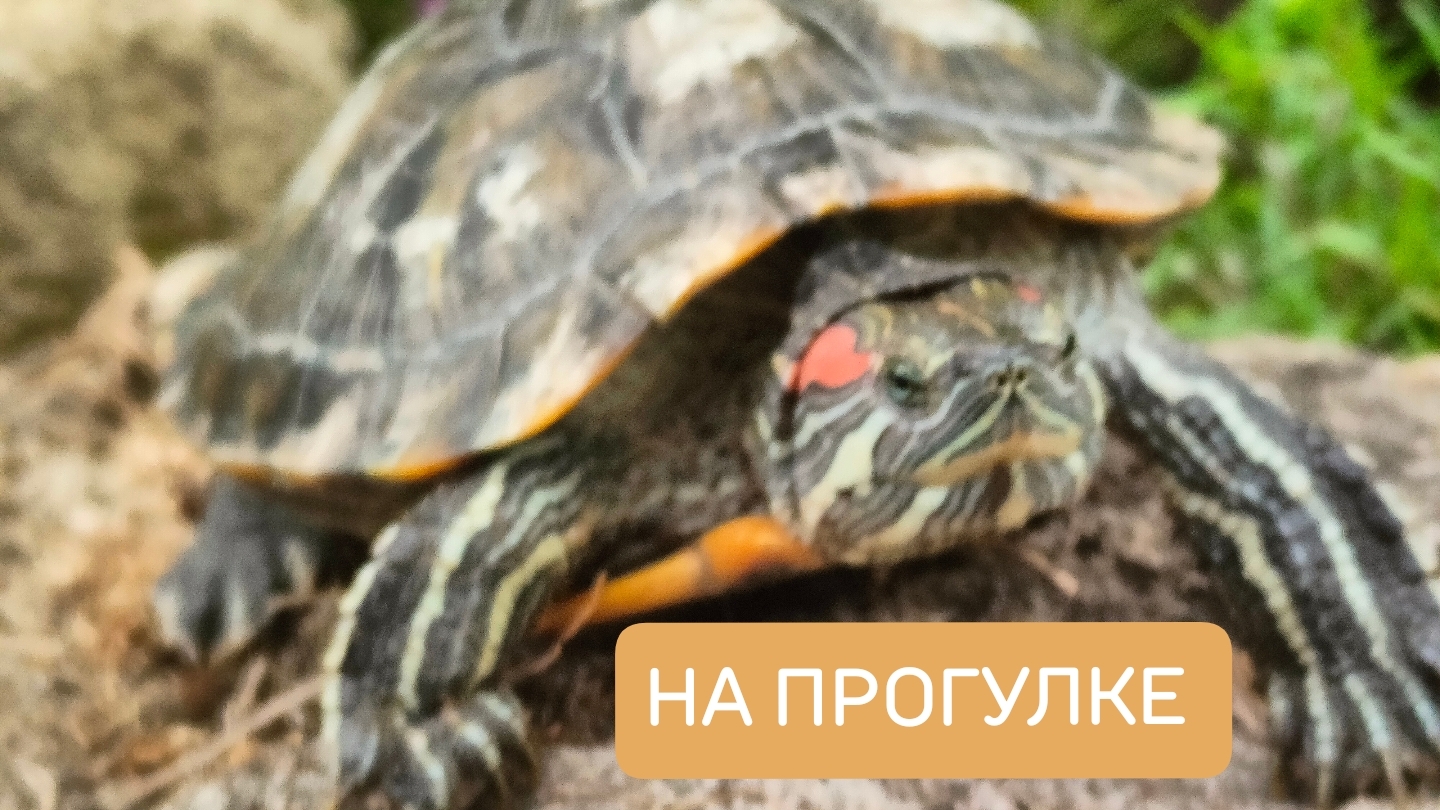 Выгуливаю Наташку-Черепашку в саду