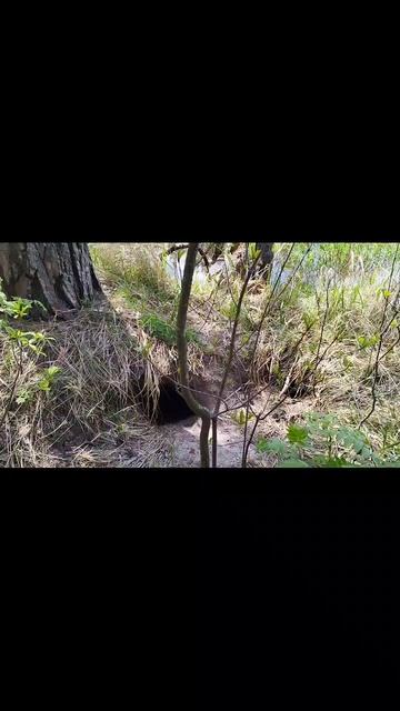 нашёл в лесу нору, ондатра или выдра