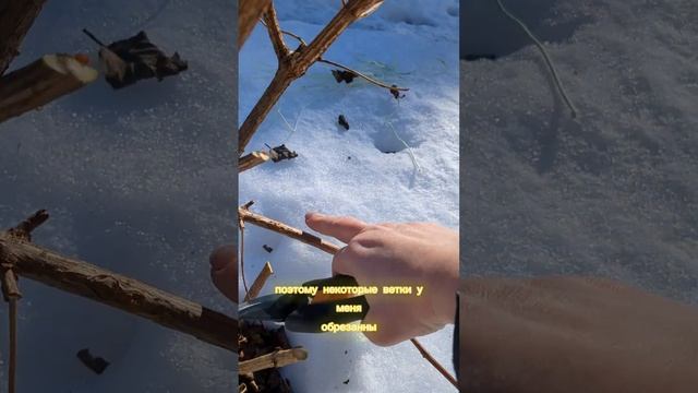 ОБЯЗАТЕЛЬНО СДЕЛАЙТЕ ОБРЕЗКУ ВЕСНОЙ. ГОРТЕНЗИЯ БУДЕТ