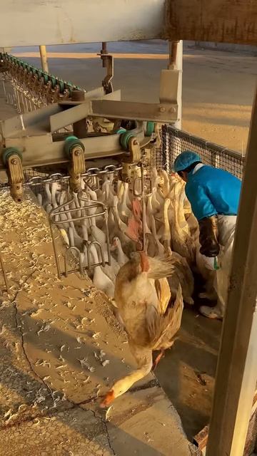 The process of hanging the goose before it is cut #shorts