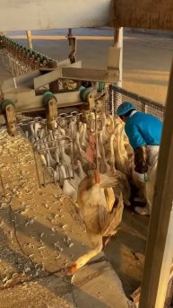 The process of hanging the goose before it is cut #shorts