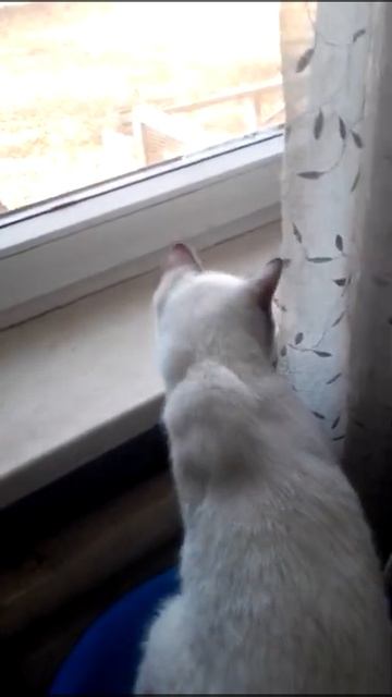 #shorts КОШКИ МАНЧКИН БРИТАНЕЦ ЛЮБЯТ СМОТРЕТЬ В ОКОШКО