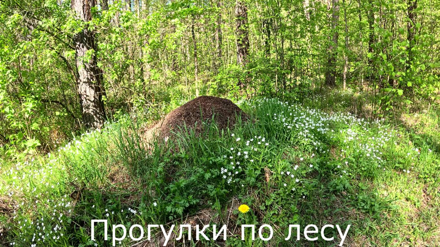 Прогулки по лесу. На велосипеде с остановками, к озеру