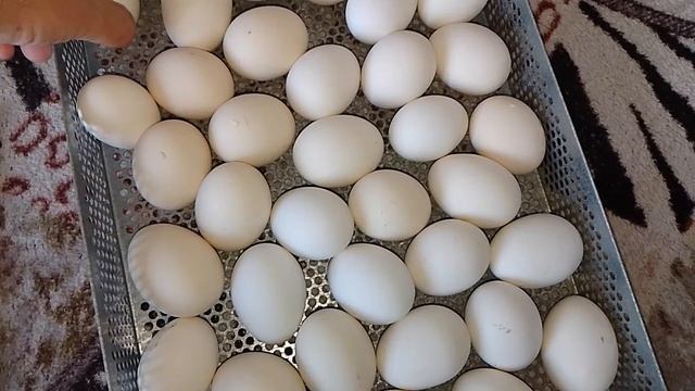 перевёл инкубатор с куриным яйцом на вывод