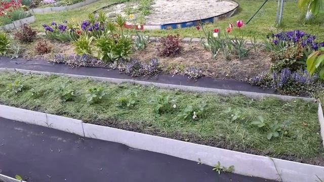 Мульча для клубники. Компост почти весь перетрясли.