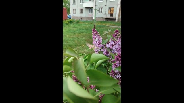 Мама кто это?