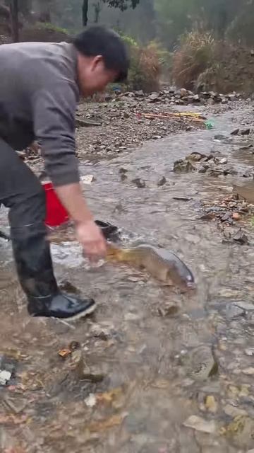 The process of catching fish carried by water currents #shorts