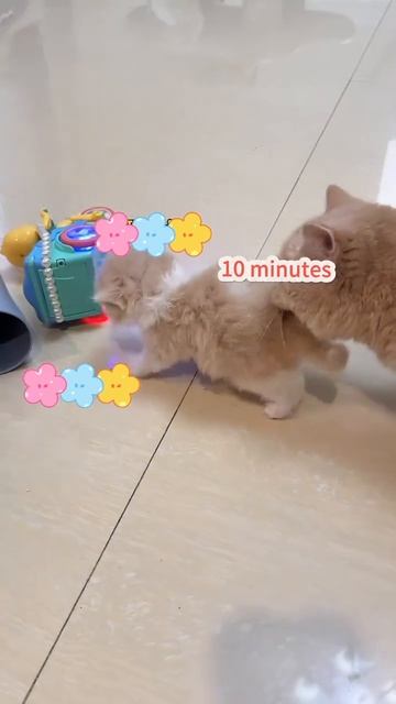 Какие же котятки непослушные