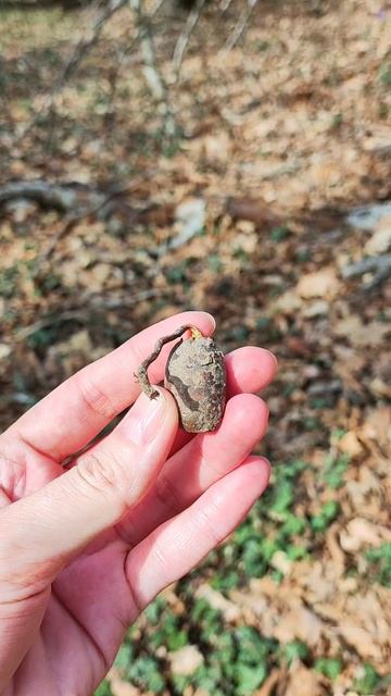 откуда Дубы в городе #желудь #дерево #цветы #туризм #поход