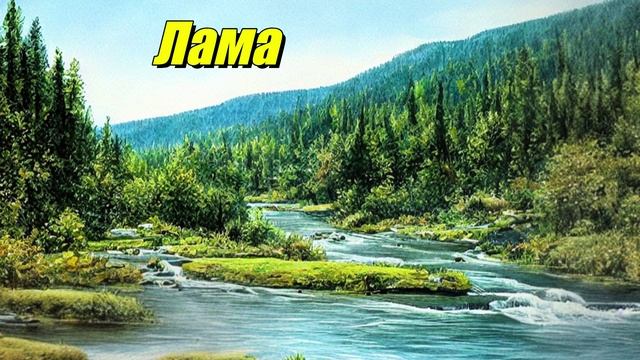 Лама