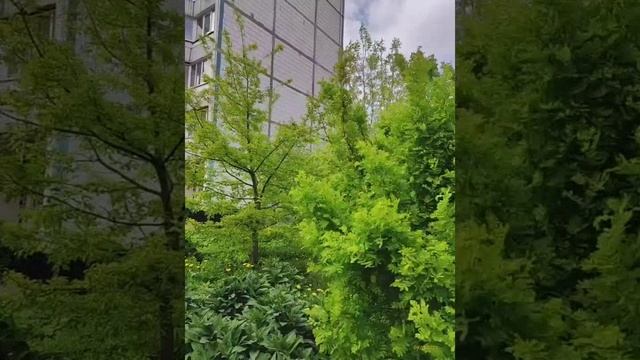 Moscow, Chertanovo Central district 09.05.2025