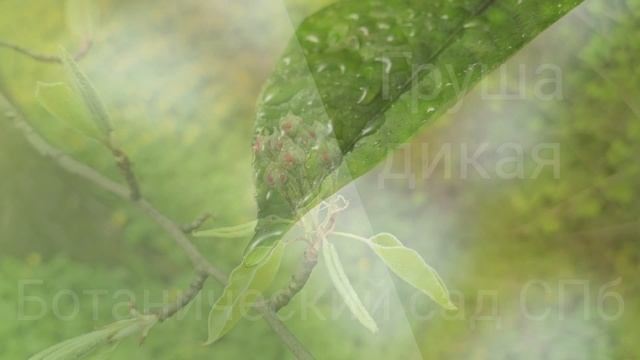 Зацветает груша. Середина мая. Санкт-Петербург