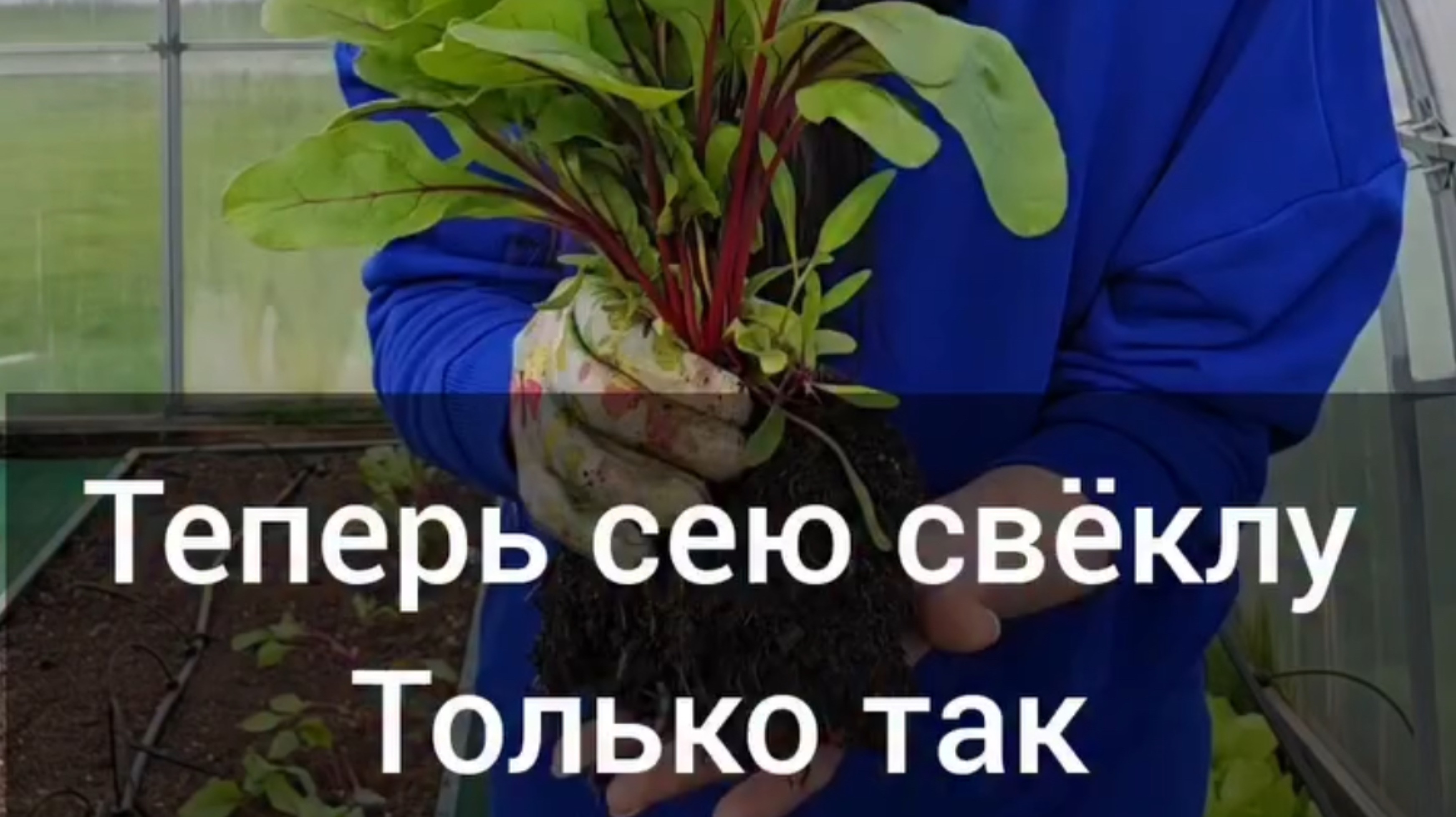 Свёклу сею только так и собираю её с начала июля
