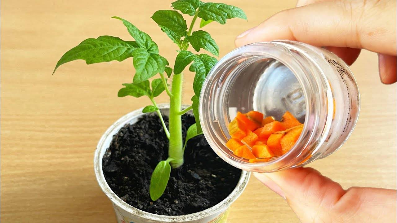💧🌱 РАССАДА ОСТАНОВИЛАСЬ В РОСТЕ? ВСЕГО ПАРА КАПЕЛЬ — И ОНА СРАЗУ НАЧНЕТ РАСТИ! 🌱💧
