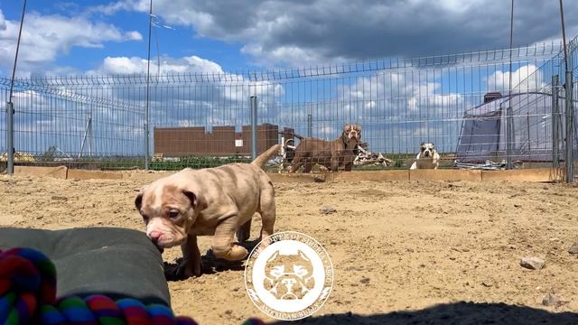 Золтон, щенок американский булли классик