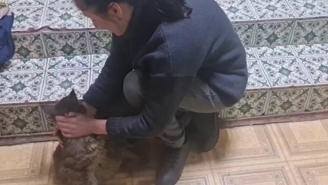 🐈На улице Маршала Полубоярова в приямке три дня просидел породистый кот🐈