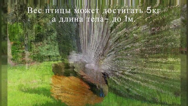 Кемер, парк Кугулу