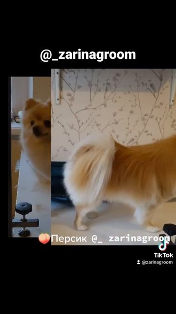 Стрижка шпица.