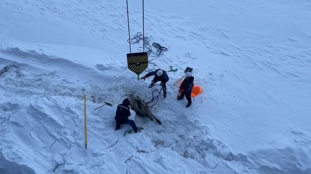 Моряки атомного ледокола «Якутия» вытащив замерзающую лосиху из Енисея