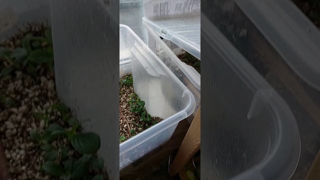 Укоренение деревянных  весенних черенков гортензии дома 4, продолжение ГАЛИСАД ЧЕРЕПОВЕЦ
