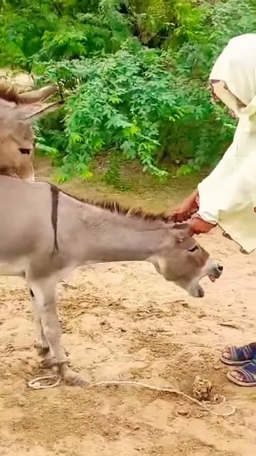 #donkey #animals #funny #donkeyvillage #shortsvideo