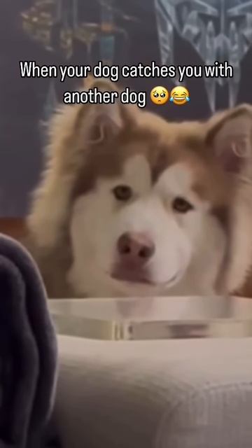It's okay to be jealous #pets #doglover #cute #funny #dog #hahaha 😂😂😂#shorts #fun