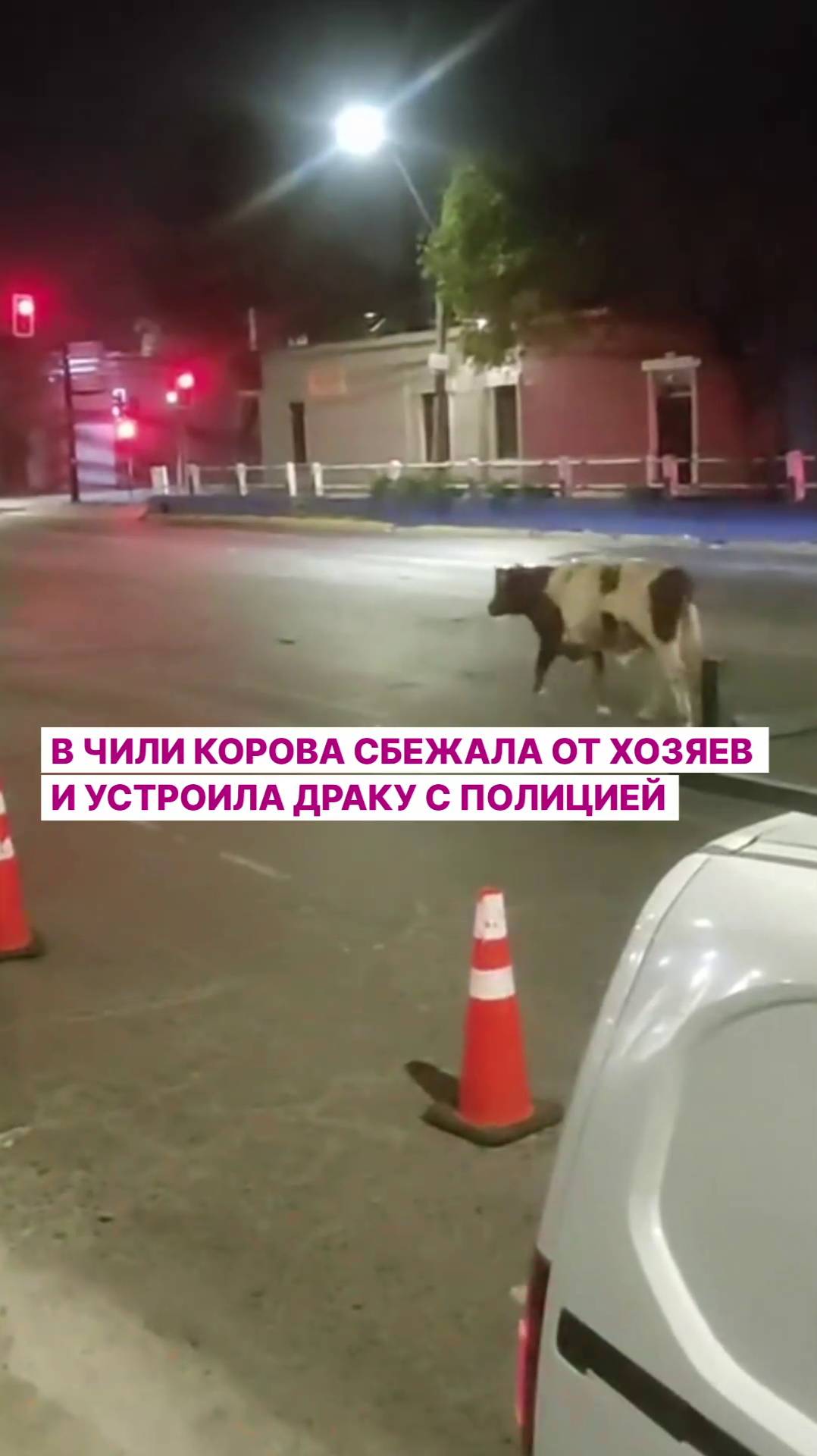 В Чили корова сбежала от хозяев и устроила драку с полицией