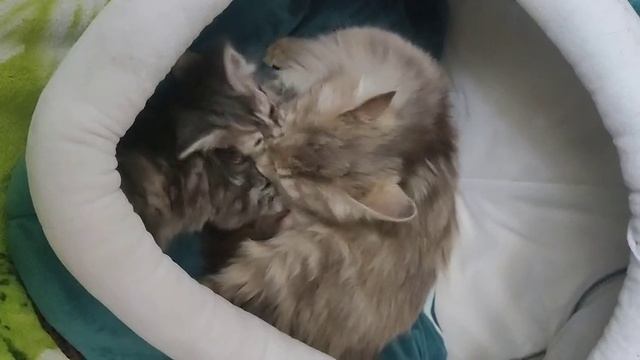 мюкошка мама и малыш