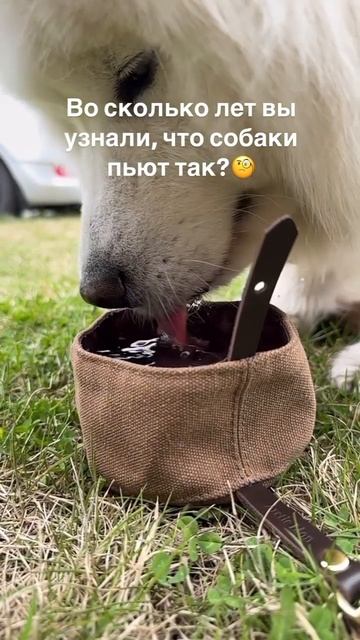 язык для воды у собак