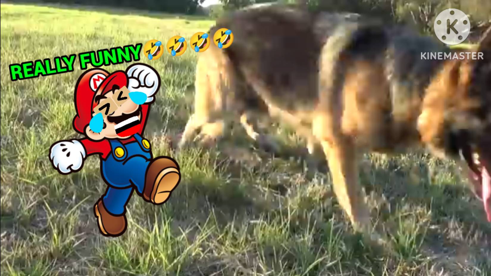 Mario reacts to YouTube channel "How To Tame a Wild Animal"