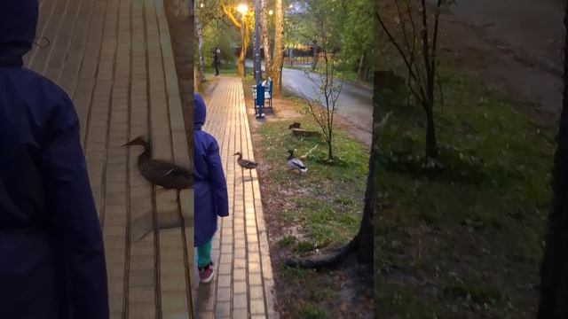 Все мужчины такие😄Селезни обижают уточку