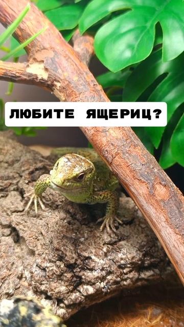 Какие же они милые🦎🦎🦎