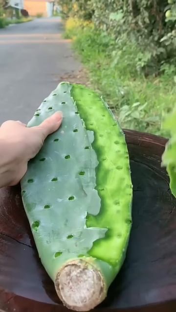 Opening the cactus skin #shorts