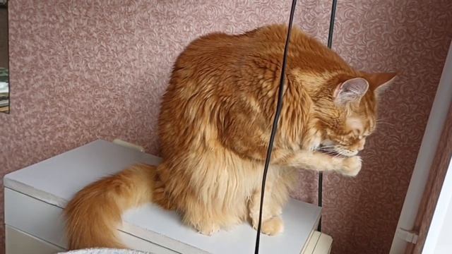 Я чистоплотный кот, поспал, проснулся, умываюсь, красоту навожу мяу