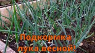 ЛУК ВЕСНОЙ: ПЕРВАЯ ПОДКОРМКА ЛУКА ВЕСНОЙ