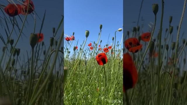 Маки. Май. Геленджик.