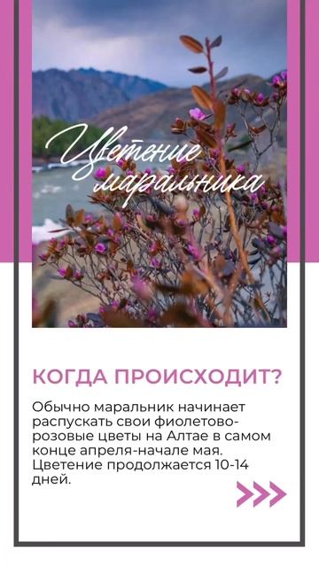 Узнать больше об отдыхе на Алтае: http://altaytrophy.ru/