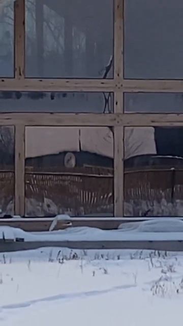 Снега насыпало. Фахверк Домогацкого
