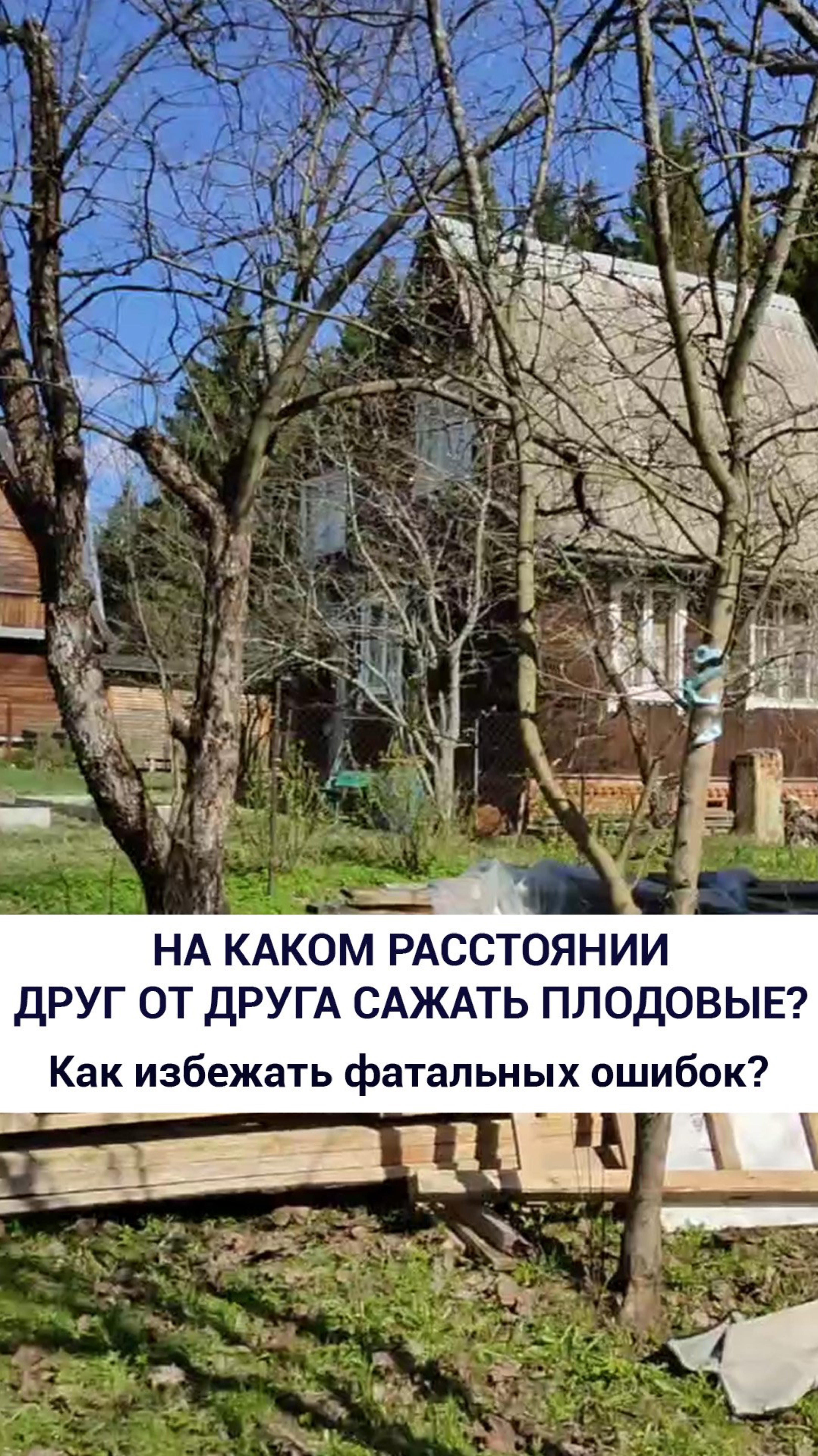На каком расстоянии друг от друга сажать плодовые?