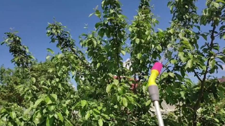 Обработка сада после цветения плодово ягодных культур